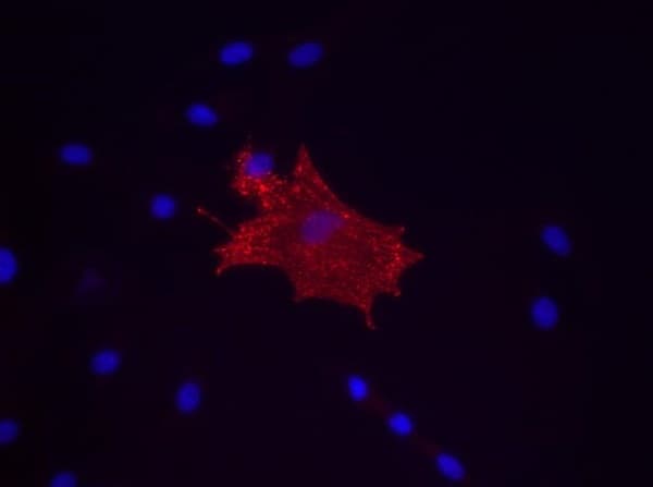 Anti-CD90 / Thy1 antibody [MRC OX-7] - Hematopoietic Stem Cell Marker(AB225)