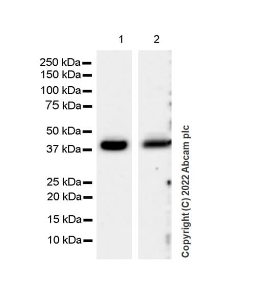 Sphk1 Antibody Epr24511 37 Bsa And Azide Free Ab302715  Western Blot Img401144