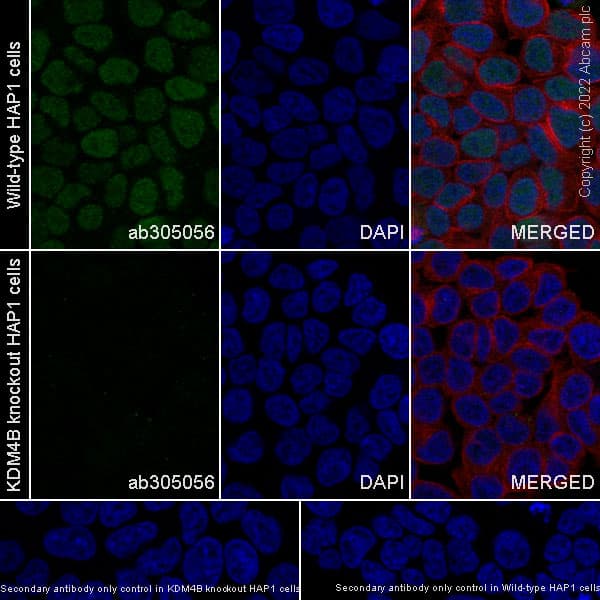 Kdm4b Jmjd2b Antibody Epr25240 41 Bsa And Azide Free Ab305057  Immunocytochemistry Immunofluorescence Img405087