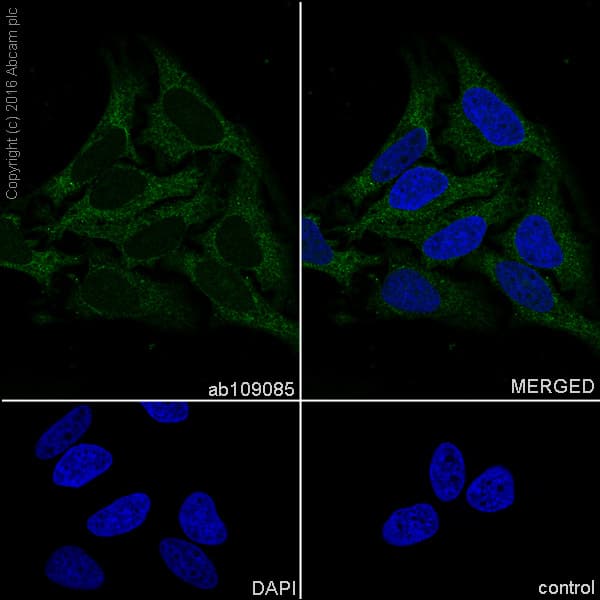 Anti-STAT3 antibody [EPR361] - BSA and Azide free(AB171360)