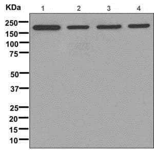 Anti-Clathrin heavy chain antibody [EPR12235(B)](AB172958)
