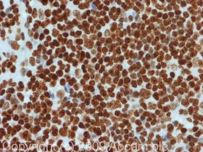 Histone H4 Antibody Mabcam 17036 Chip Grade Ab17036  Immunohistochemistry Formalin Pfa Fixed Paraffin Embedded Sections Img114995