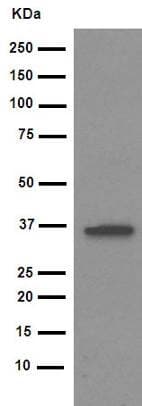 Anti-IKB alpha antibody [E130](AB32518)