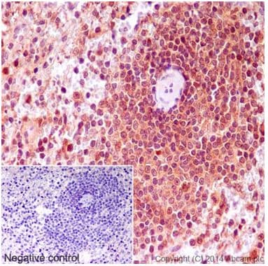 Mth1 Antibody Epr15934 Bsa And Azide Free Ab251235  Immunohistochemistry Formalin Pfa Fixed Paraffin Embedded Sections Img128216