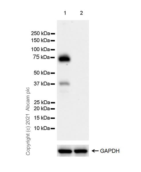 Anti-IL2 Receptor beta/p75 antibody [EPR24336-29](AB271040)