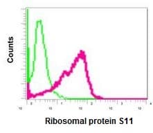 Anti-Ribosomal protein S11/RPS11 antibody [EPR11487](AB175213)