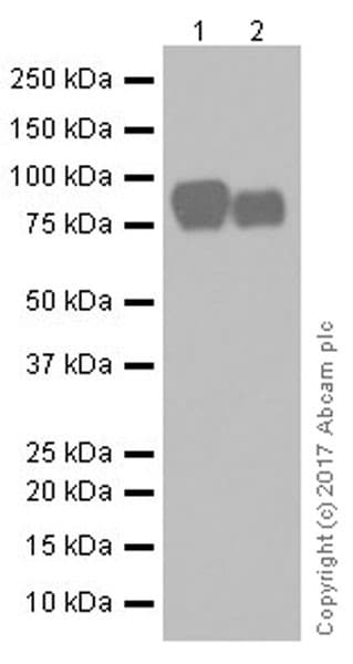 Periostin Antibody Epr19936 Ab219057  Western Blot Img82334