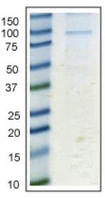 Anti-Calnexin antibody [6F12BE10](AB112995)