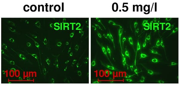 Anti-SIRT2 antibody(AB67299)