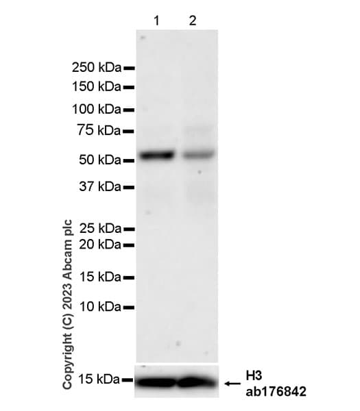 Anti-Histone H3 antibody [EPR16987] - Nuclear Marker and ChIP Grade(AB176842)