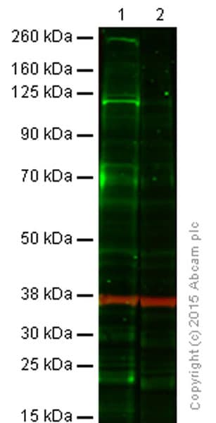 Anti-IRE1 (phospho S724) antibody(AB48187)