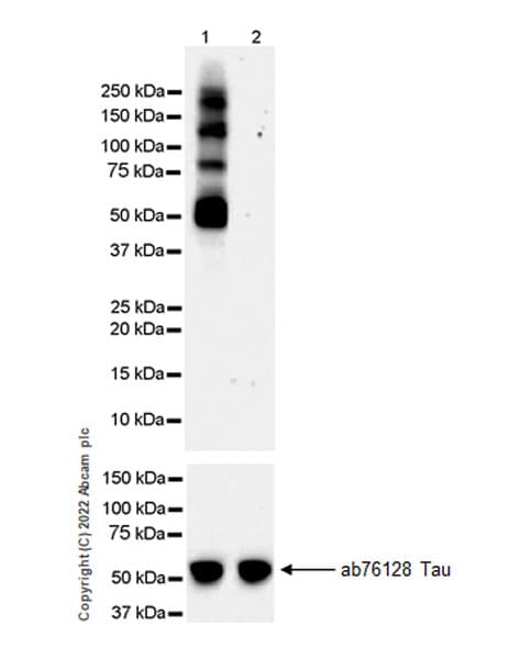 Anti-Tau (phospho T217) antibody [EPR24654-110](AB291080)
