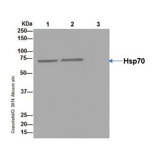 Hsp70 Antibody Epr17677 Ab182844  Immunoprecipitation Img47104