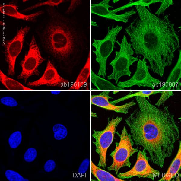 Alexa Fluor® 647 Anti-Calreticulin antibody [EPR3924] - ER Marker(AB196159)