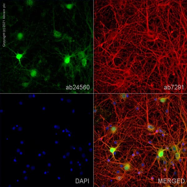 Anti-CNPase antibody [EPR13005] - BSA and Azide free(AB250658)
