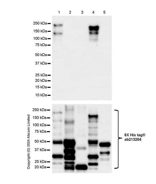 Anti-Nogo A + Nogo D antibody [EPR26286-15] - BSA and Azide free(AB318265)