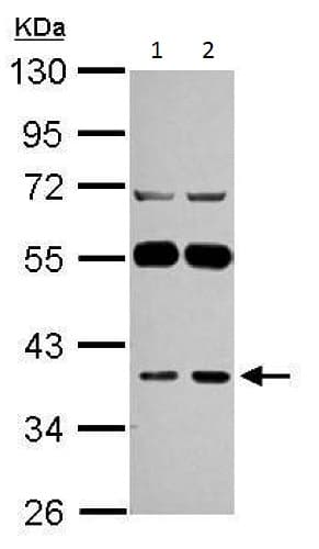 Lancl1 Antibody Ab229257  Western Blot Img85489