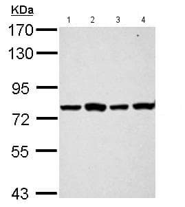 Anti-PABP antibody(AB153930)