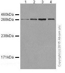 Anti-ATM antibody [EPR17059] - BSA and Azide free(AB232588)