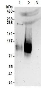 Slc6a15 Antibody Ab191192  Western Blot Img32745