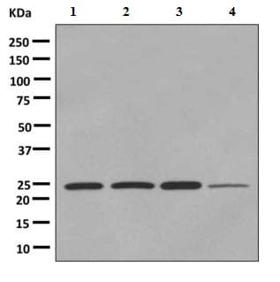 Anti-Mad2L1 antibody [EPR9853(B)](AB150371)