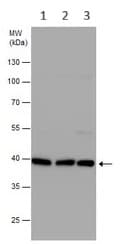 Anti-Phosphoserine Aminotransferase antibody(AB96136)