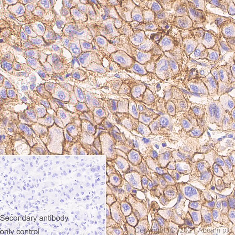 Anti-Sodium Potassium ATPase antibody [EP1845Y] - Mouse IgG1 (Chimeric) - BSA and Azide free(AB283340)
