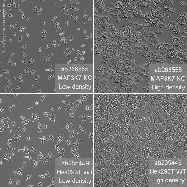 Human MAP3K7 (TAK1) knockout HEK-293T cell line(AB266555)