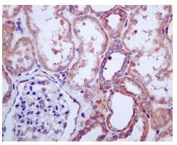 Rpl13 Antibody Epr8828 Bsa And Azide Free Ab248754  Immunohistochemistry Formalin Pfa Fixed Paraffin Embedded Sections Img128721