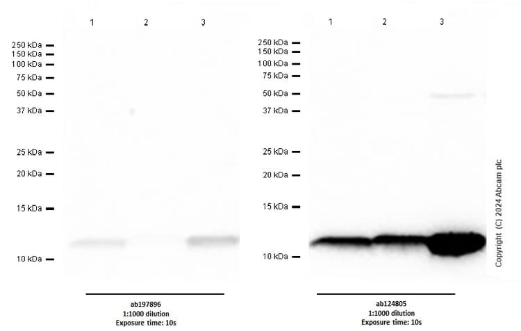 Anti-S100A4 antibody [EPR14639(2)](AB197896)