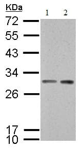 Anti-14-3-3 sigma/SFN antibody(AB151504)