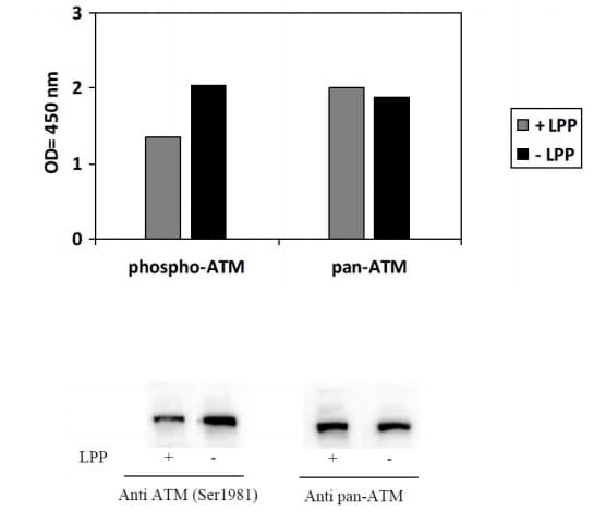 Phospho-ATM (S1981) ELISA Kit(AB279739)
