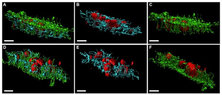 Atto 488 Conjugation Kit (Fast) - Lightning-Link®(AB269896)