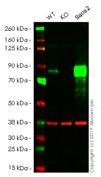 Anti-Alkaline Phosphatase, Tissue Non-Specific antibody [2F4](AB126820)