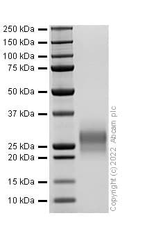 Recombinant Rat M-CSF Protein (Active)(AB307410)