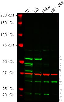 Human Casp1 Caspase 1 Knockout Thp 1 Cell Line Ab276116  Western Blot Img177776