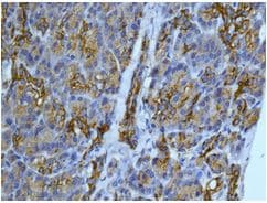 Cyp26a1 Antibody Epr11841 Ab172474  Immunohistochemistry Formalin Pfa Fixed Paraffin Embedded Sections Img129673