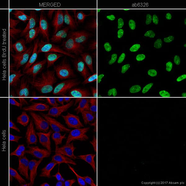 Anti-BrdU antibody [BU1/75 (ICR1)] - BSA and Azide free(AB264079)