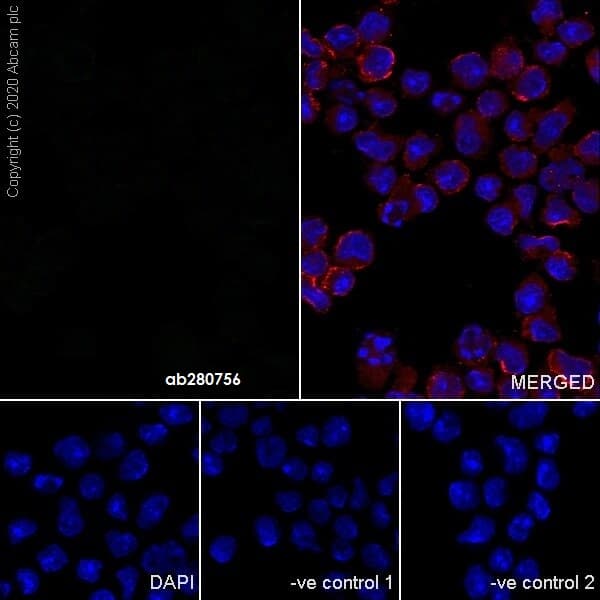 Mouse Igg2c Monoclonal R313 Mouseigg2c Isotype Control Ab280756  Immunocytochemistry Immunofluorescence Img73100