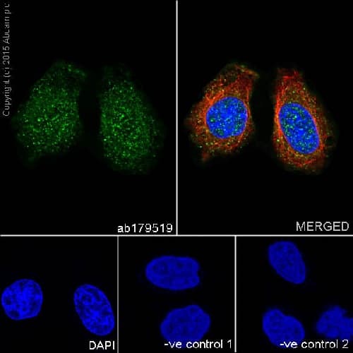 Caspase 2l Antibody Epr16790 Ab179519  Immunocytochemistry Immunofluorescence Img12643