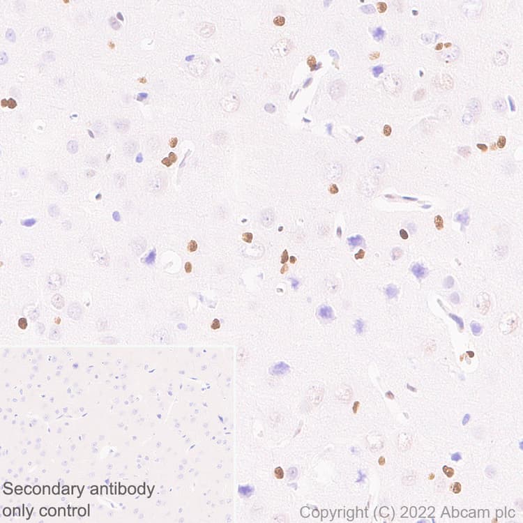 Anti-ZEB1 antibody [EPR26184-63] - BSA and Azide free(AB303481)