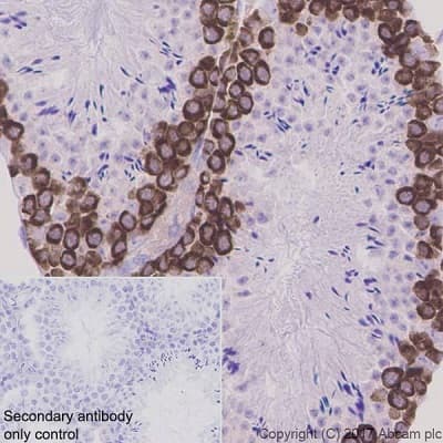 Anti-DAZL antibody [EPR21028] - BSA and Azide free(AB228135)