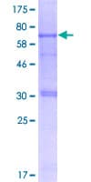 Recombinant Human CARD8 protein(AB132292)