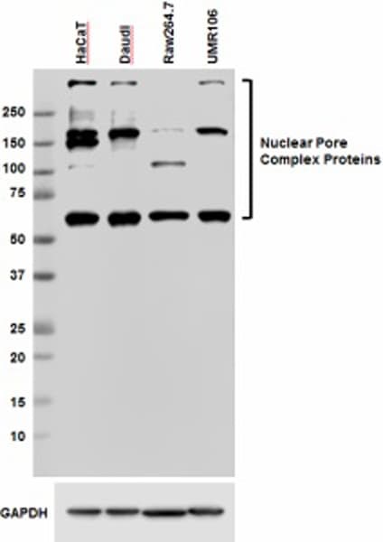 Anti-Nuclear Pore Complex Proteins antibody [Mab414](AB24609)