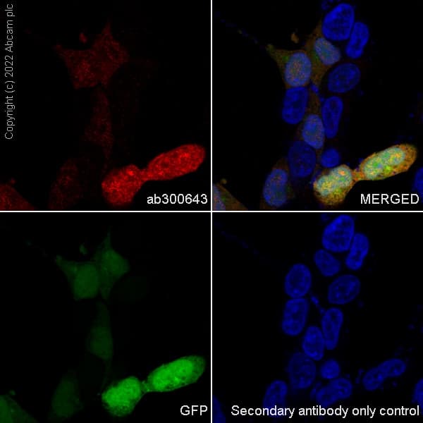 Anti-GFP antibody [EPR14104] - Chicken IgY (Chimeric)(AB300643)