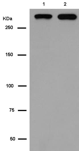 Anti-Filamin C antibody [EPR14498(B)] - BSA and Azide free(AB250273)