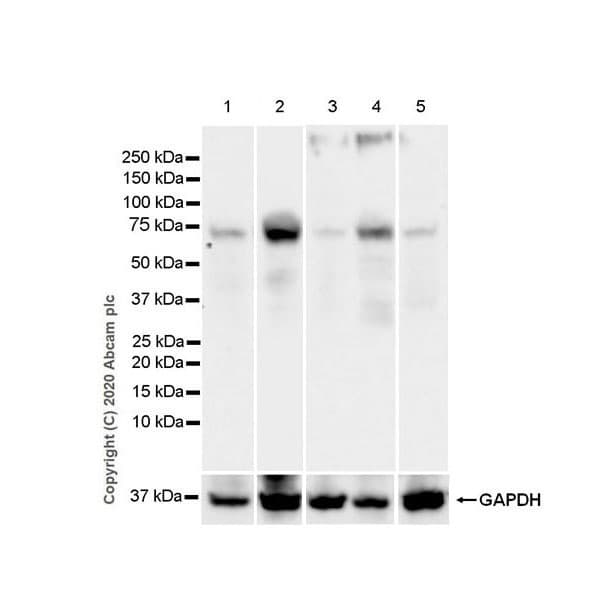 Anti-IFFO2 antibody [EPR22712-35] - BSA and Azide free(AB279340)