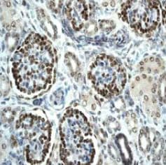 Anti-Wilms Tumor Protein antibody [CAN-R9(IHC)-56-2] - BSA and Azide free(AB216646)