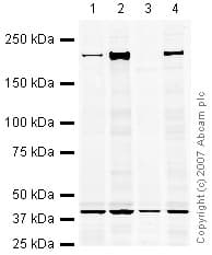 Anti-BRG1 antibody(AB4081)
