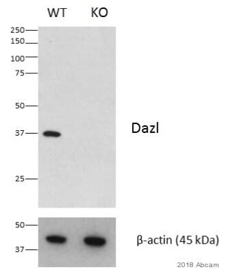 Anti-DAZL antibody [EPR21028] - BSA and Azide free(AB228135)